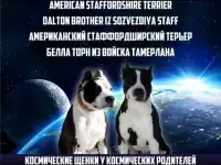 Щенки Амстаффа, фотография 3