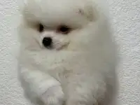 белоснежный шпиц, фотография 2