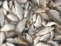 Малек сазана карпа толстолобика