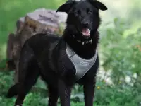 Улыбашка Майли в поисках дома!