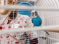 Ветеринарная клиника 