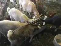 Козы и козочки, фотография 3