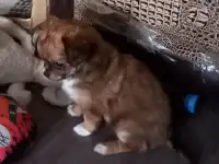 Щенки чихуахуа