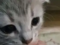 Вислоухая кошка