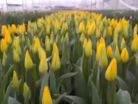 Тюльпаны оптом к 8 марта, фотография 5