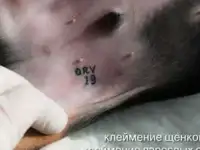 Клеймение щенков и взрослых собак