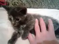 котёнок для семейной пара