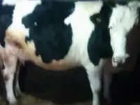 Продам корову и быка.