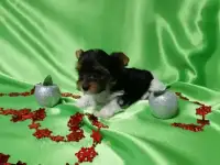 Красивые девочки бивер йорка, фотография 2