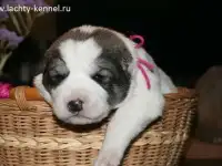 Породные щенки алабая, фотография 7