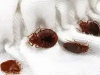 Уничтожение клопов в Самаре. Борьба с клопами. Выведение клопов. Избавиться от клопов