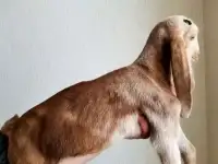 Козлик камори 50%, фотография 2