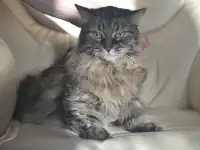 Умнейший котик мейн-кун Боня, любимец умершей хозяйки ищет дом