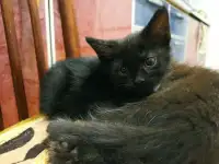 Котята от кошки-мышеловки, фотография 4