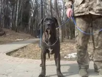 !!! В ПРОДАЖЕ !!! щенки 6 мес. !!! КАНЕ-КОРСО !!! мальчики, девочки окрас тигровый, серый, чёрный