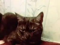Отдам кошечку в добрые руки.