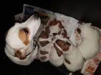 Щенки Джек Рассел терьера