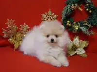 Мальчик померанского шпица, фотография 4