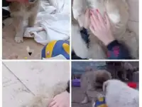 Здоровые крепыши, футболисты) , щеночки, возраст 2 с половиной  мес., фотография 8