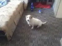 Джек рассел