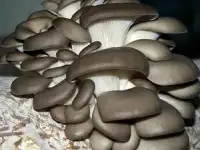 Продаю грибной цех