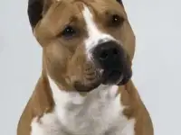 стафф за гроши