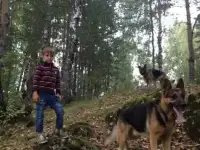 Продаются щенки немецкой овчарки, фотография 4