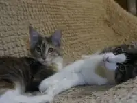 Котята, фотография 4
