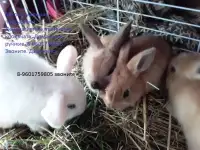 карликовые кролики