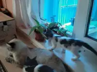 Отдам котят в добрые руки, фотография 4