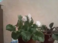 Продам недорого комнатные цветы, фотография 4
