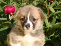щенки вельш корги пемброк