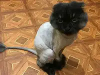 Стрижка кошек с выездом на дом, фотография 7