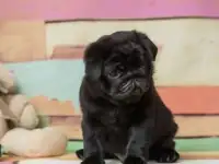 Мопс щенки