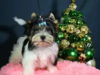 Щенки бивера