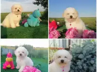 Щенки Бишон фризе