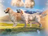 Щенки золотистого ретривера