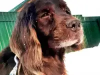 Ищет дом наш подопечный шоколадный заяц - фенотип спаниеля Марсель., фотография 6
