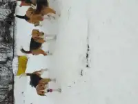 Передержка Биглей, фотография 3