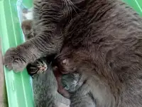 Ветеринарный врач, фотография 10