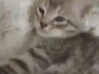 Отдам красивых котяток от домашней кошки.чистенькие ухоженные.к лотку приучены.возраст 2месяца, фотография 9