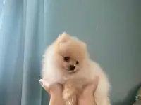 Шпиц, фотография 2