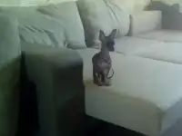 тойчик