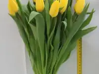 Тюльпаны оптом к 8 марта Новосибирск, фотография 10