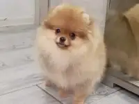 Отдаются в дар две собачки, фотография 4