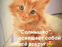Котята Мейн-Кун чистокровные, фотография 2