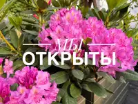Питомник растений Арника: рассада, саженцы, озеленение, ландшафтный дизайн.