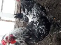 Петух Брама, Доминант