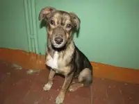Отдам собачку