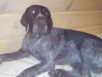 Пропал дратхаар